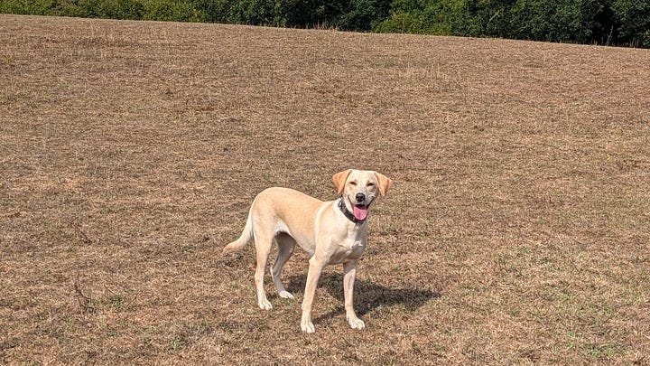Maggie the golden Labrador enjoying the countryside