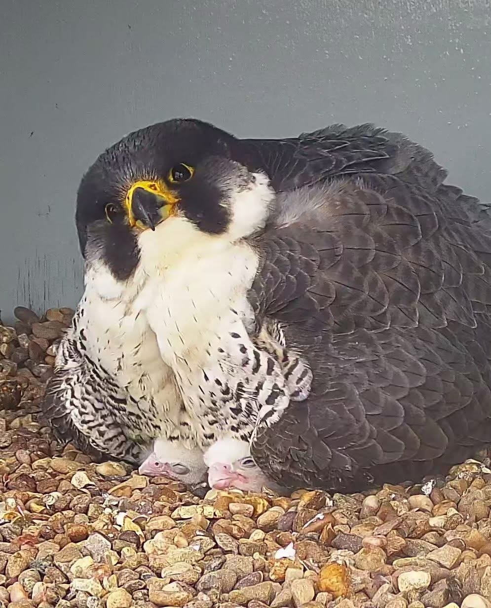 A screenshot of a peregrine sitting atop her little fresh babies.