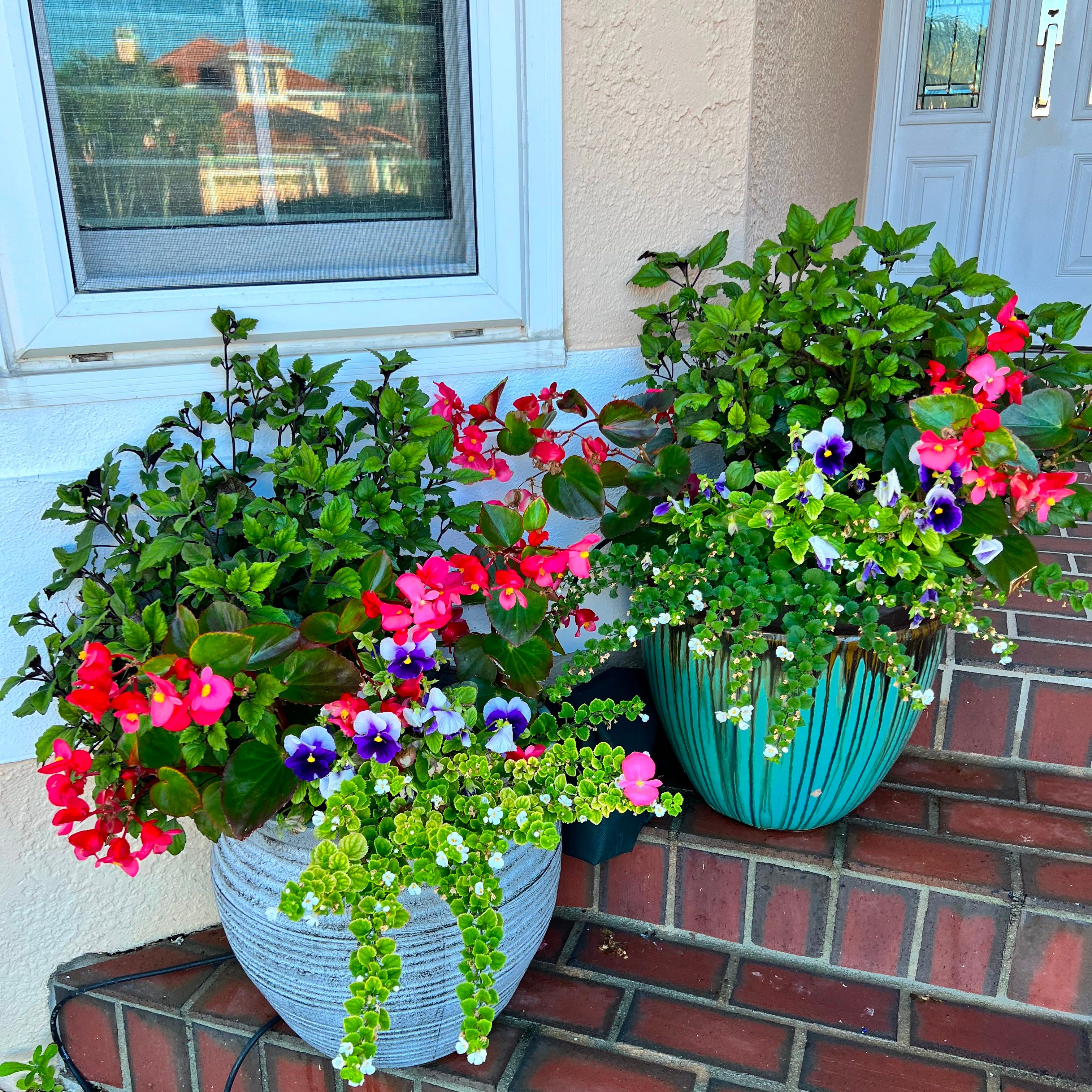 12 Beautiful Container Garden Combos