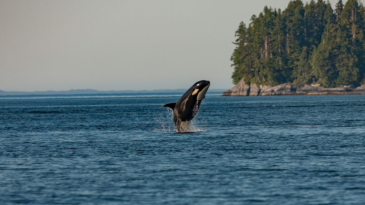 An orca jumping out of the water