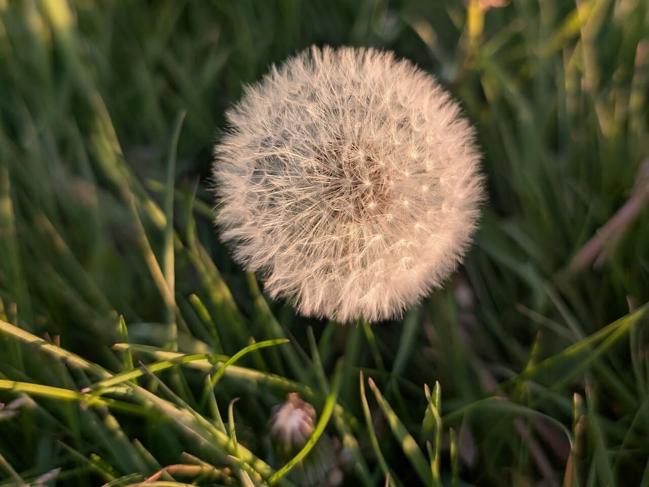 Dandelion globe seed head