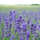 Bonfire, Bloom, and the Quiet Blaze Within