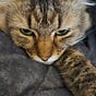 Cat's avatar