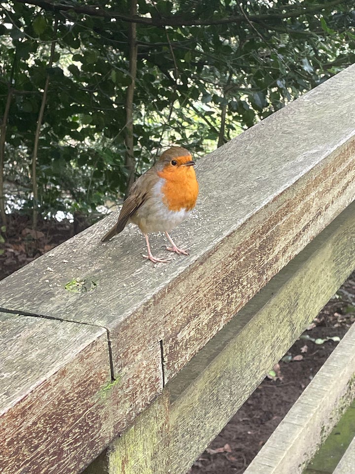 Bramall Hall & robin