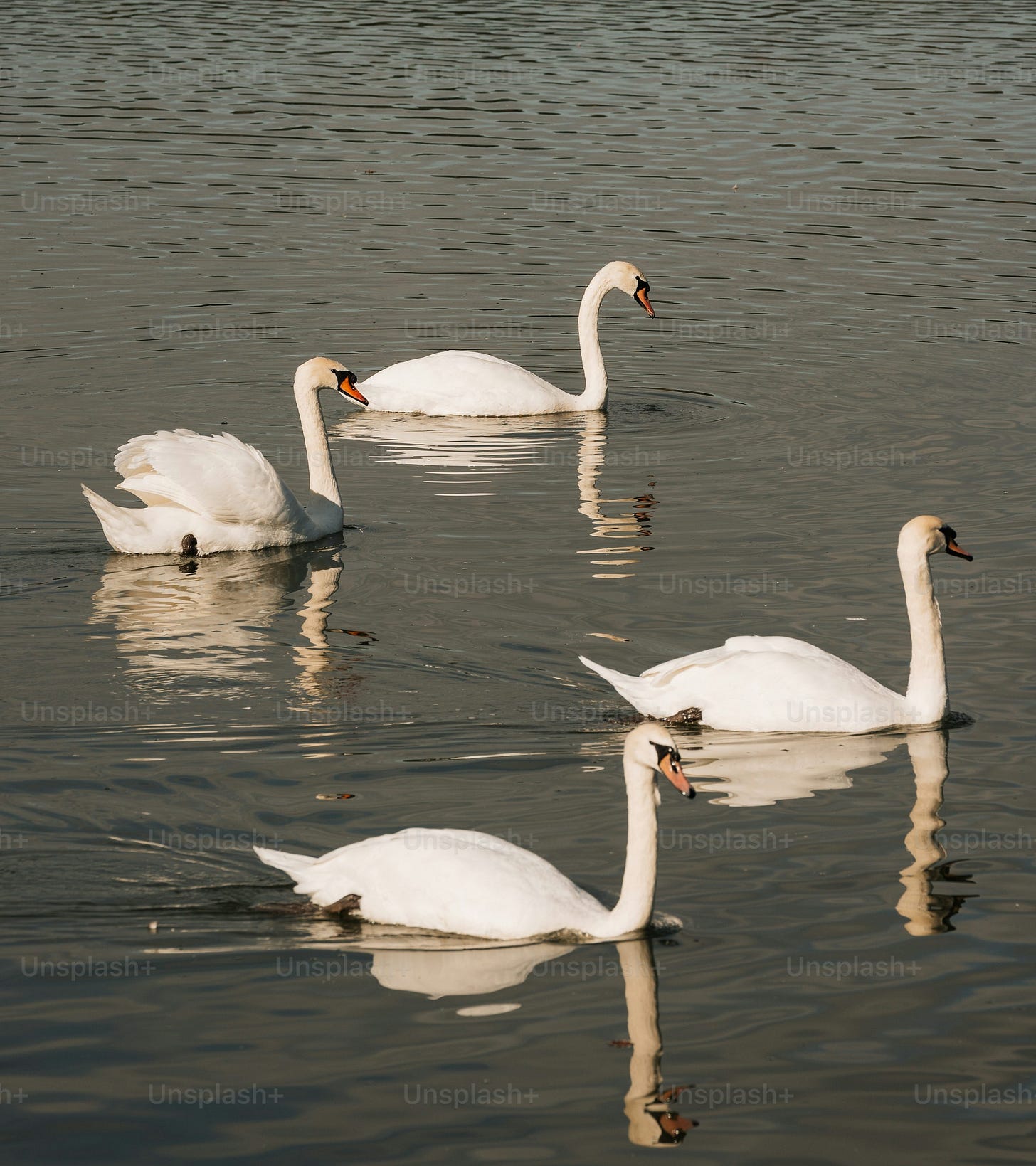 A group of swans swimming on top of a lake