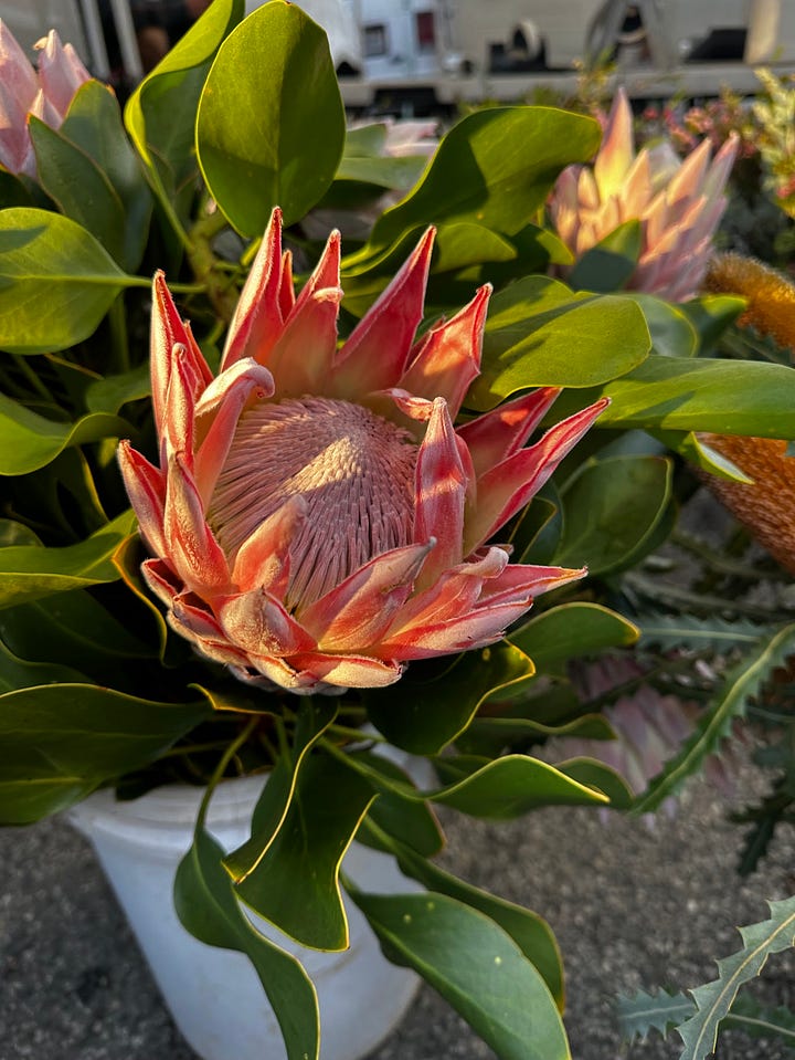 The weird and wonderful flowers grown by Peads & Barnetts (and sold at Good Things).