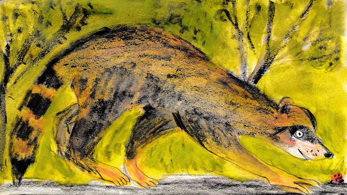 Raccoon illustration by Beth Spencer