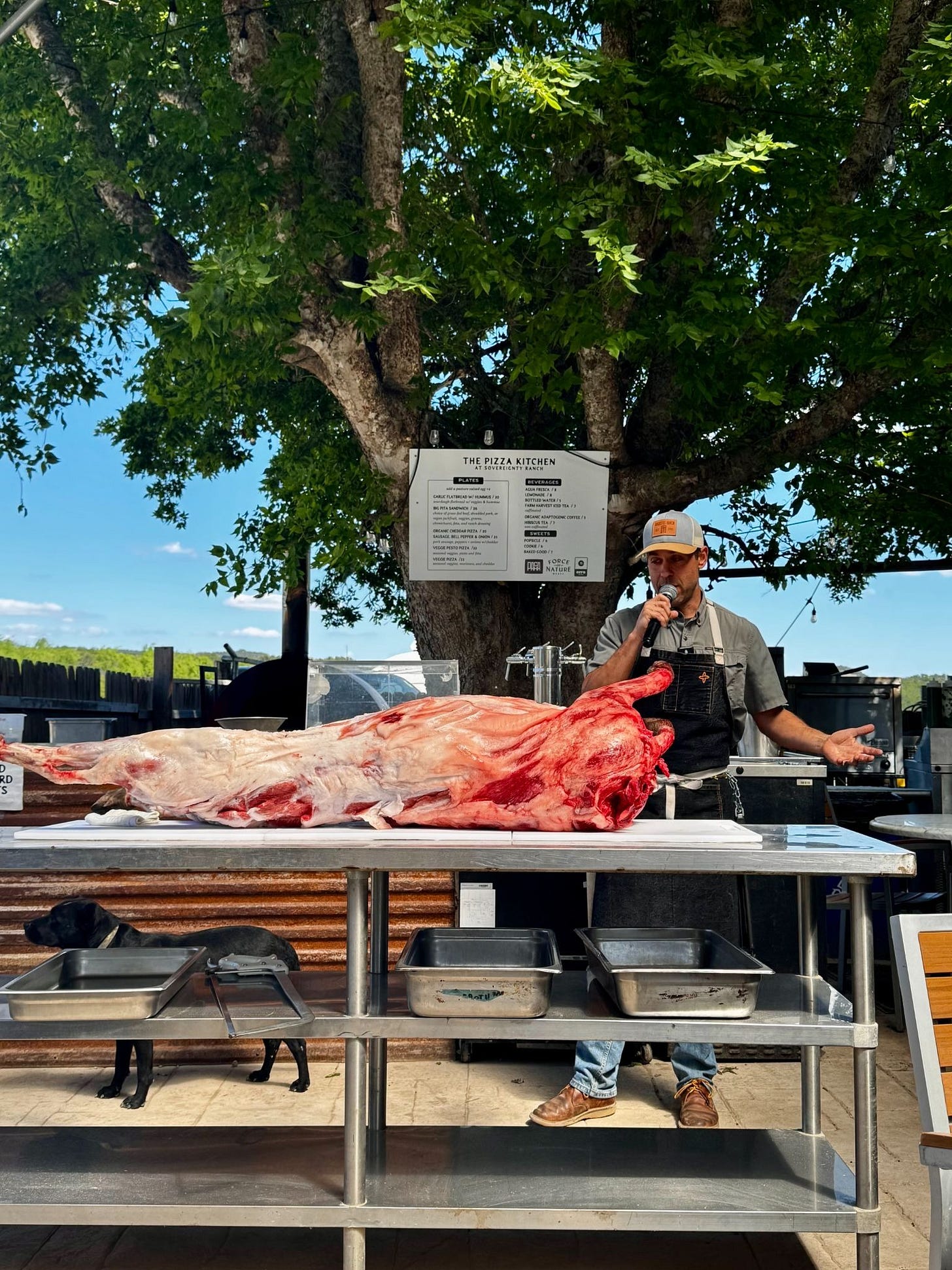 Chef speaks into a microphone behind a whole pig carcass laid out for a nose-to-tail butcher demonstration under a tree.