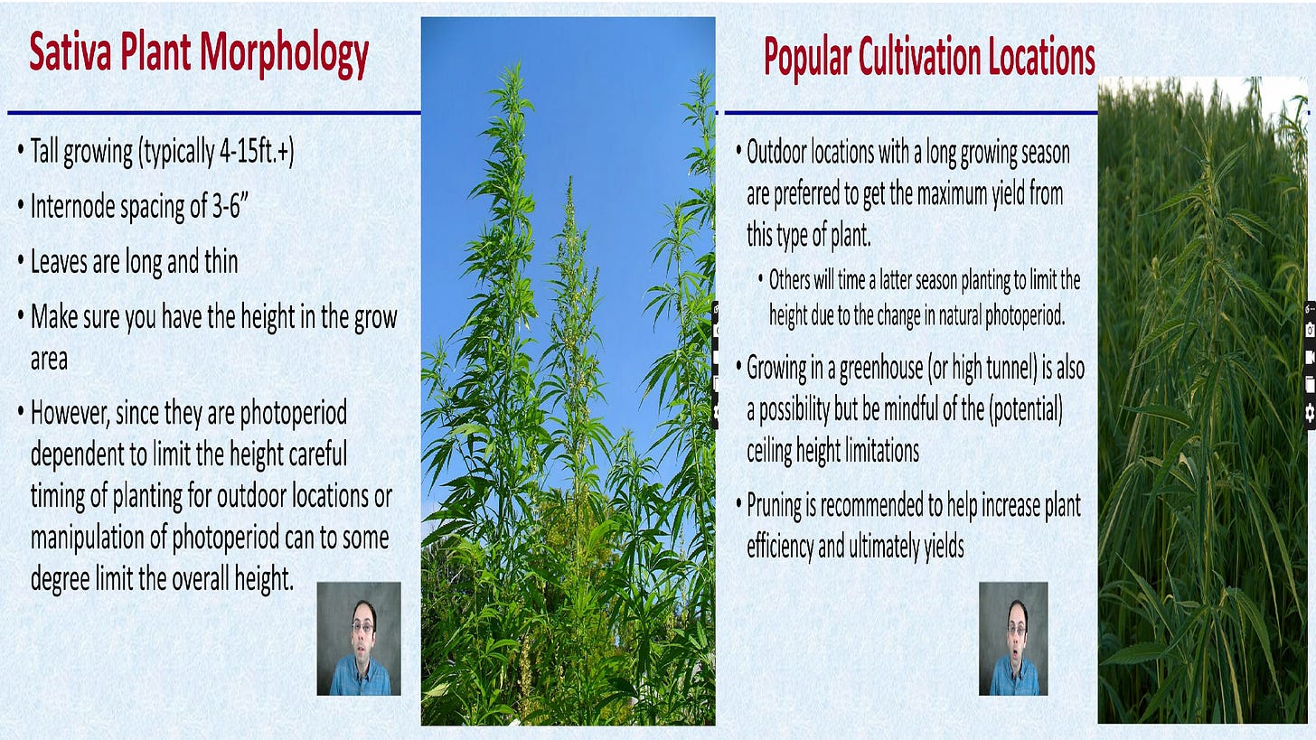 Cannabis Sativa characteristics
