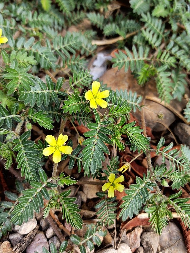 Tribulus terrestris - Wikipedia Tribulus terrestris - Wikipedia