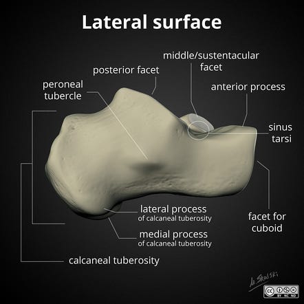 Calcaneus | Radiology Reference Article | Radiopaedia.org
