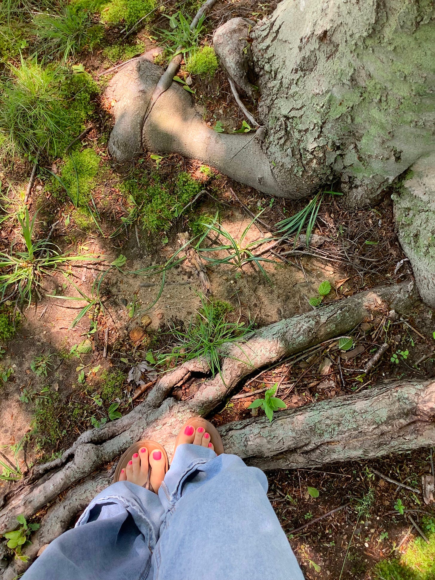 A downward view of a woman's painted pink toenails in sandals and denim, standing up tree roots and green mosses