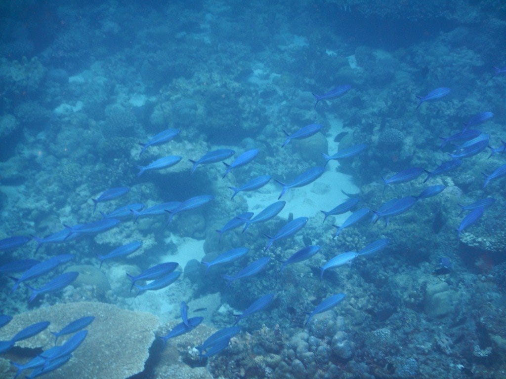 Amazing underwater worlds!