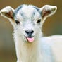 BillEGoatSmile's avatar