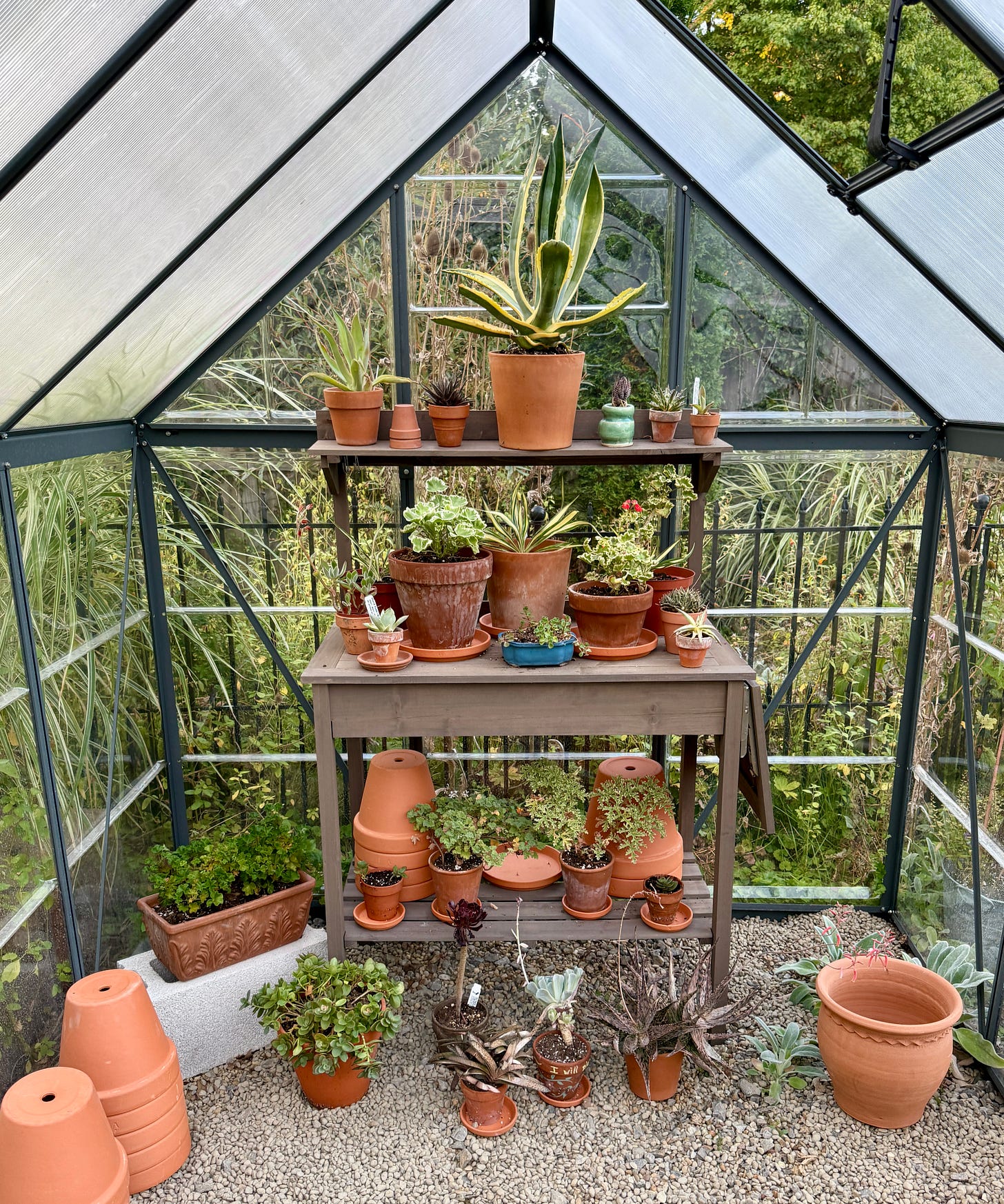 I began a succulent collection in late summer for my birthday on August 31st, and it is going to live in this greenhouse during the summer months. 