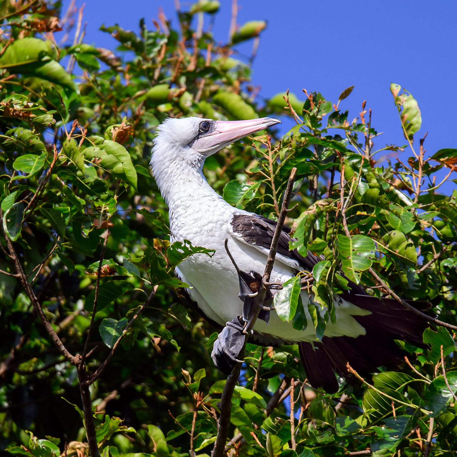 Image 53166 of Abbott's Booby by Mark Lethlean