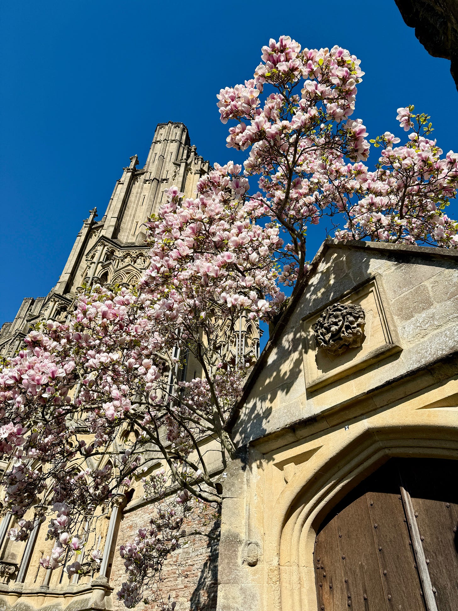 Magnolia blossoms at the front of Wells Cathedral this April