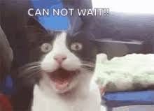 Excited Cat GIFs | Tenor