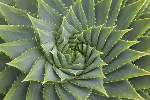 How the Golden Ratio Manifests in Nature