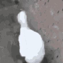 Duck Walking GIFs | Tenor