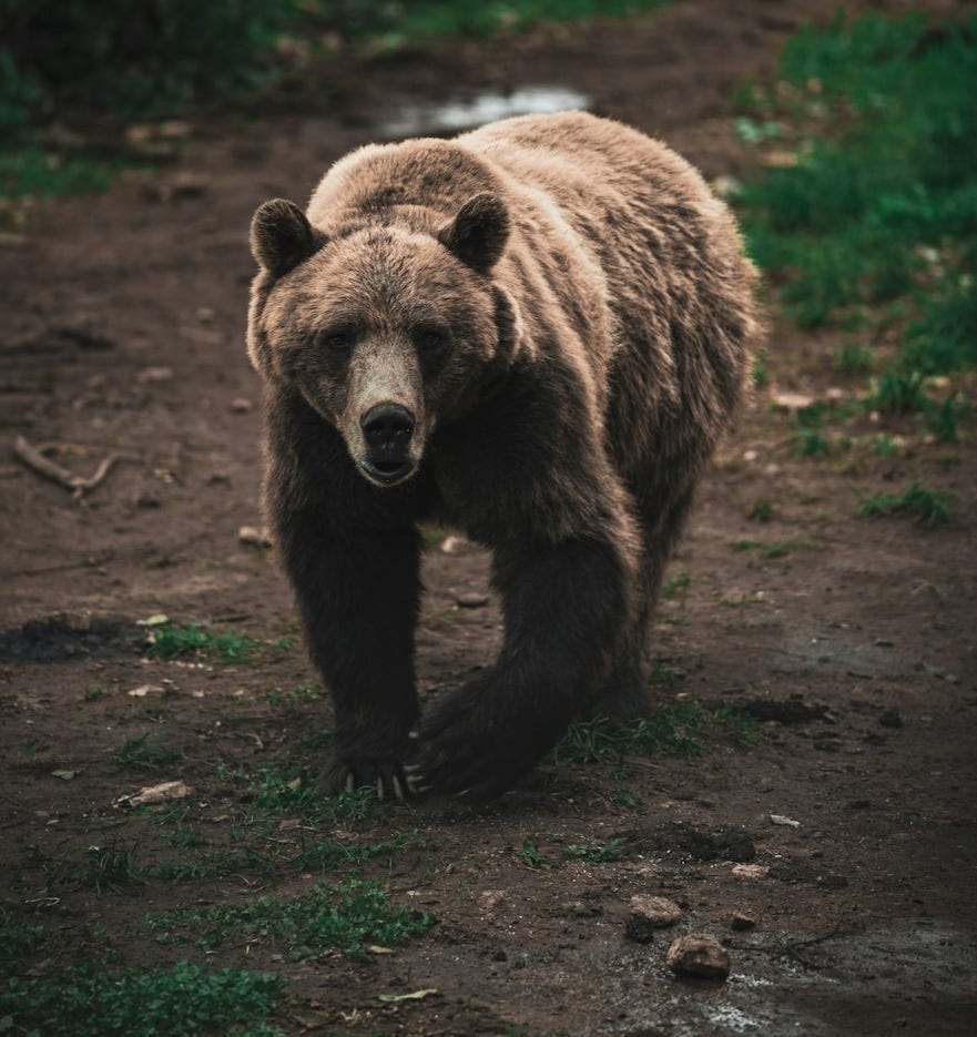 A brown bear walking across a dirt road A brown bear walking across a dirt road