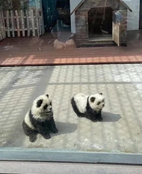The "panda dogs."