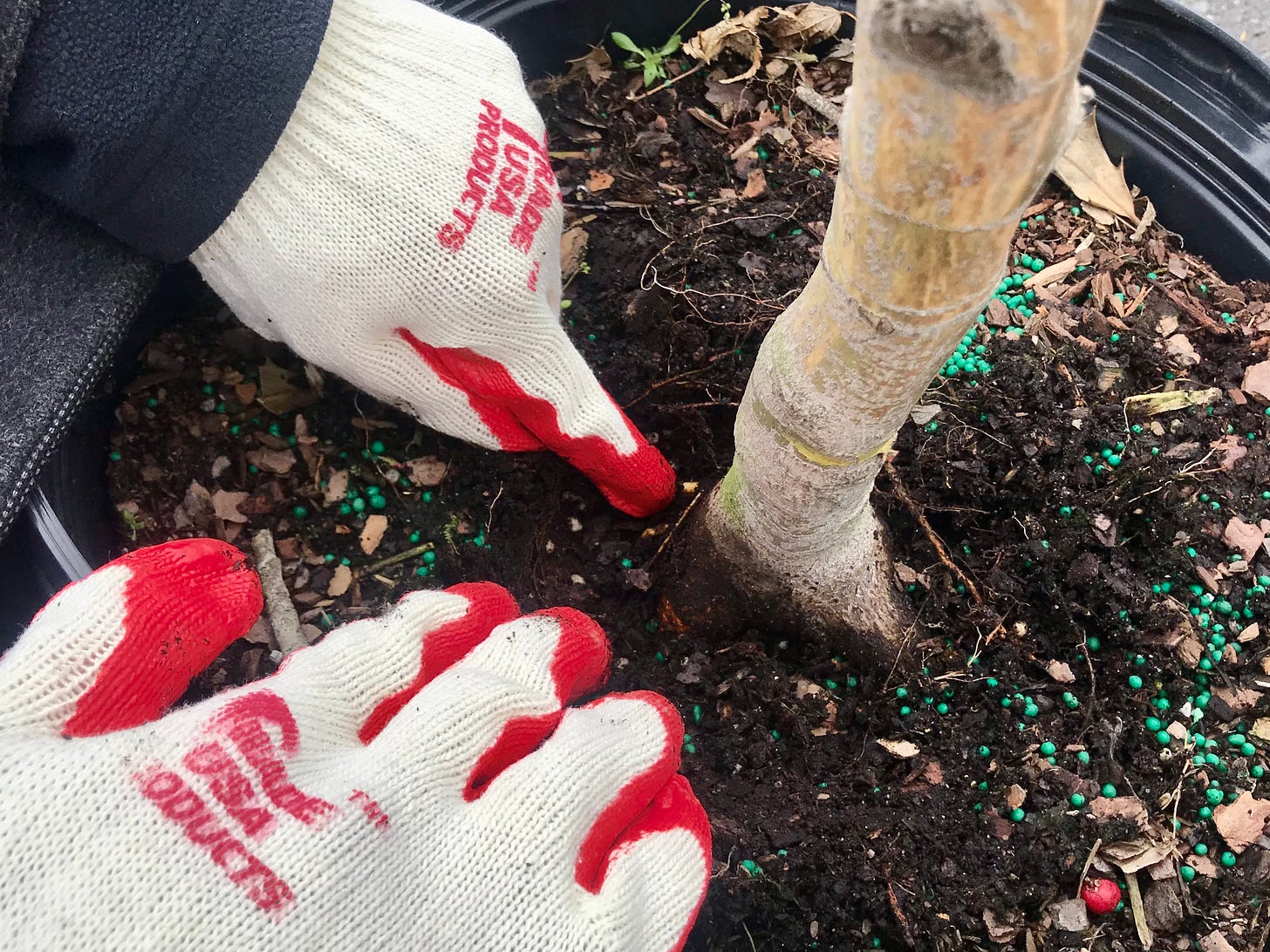 Image description: tree sitting in nursery pot, with gloved hands pulling back at the soil to expose the root base. End image description.