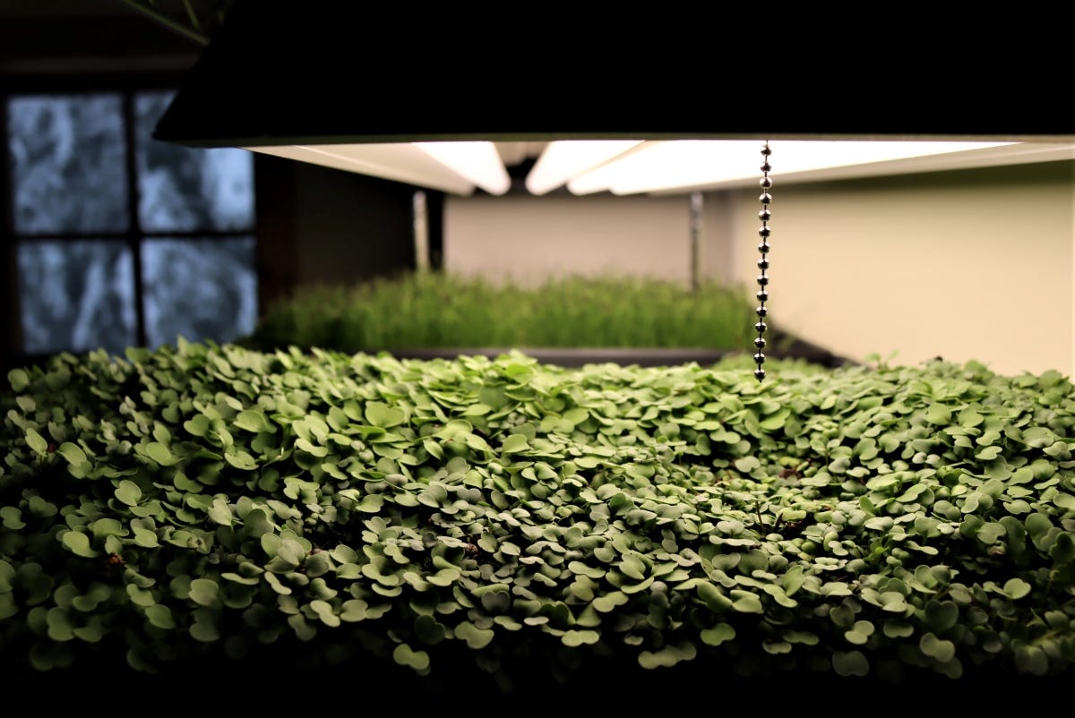growing microgreens in winter