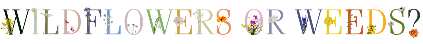 Wildflowers growing through cracks, metaphor for emotional growth and motherhood