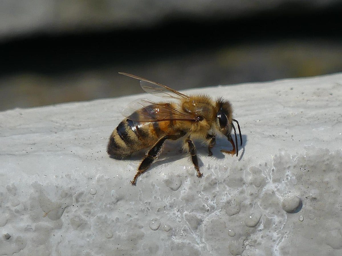 File:Honey bee drinking from a wet stone.jpg - Wikimedia Commons