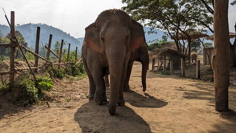 montage of elephants