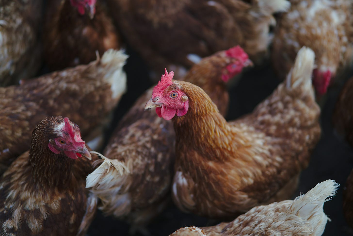 A close up of one of the healthy layers (chickens) at Ancient Organics Farm.