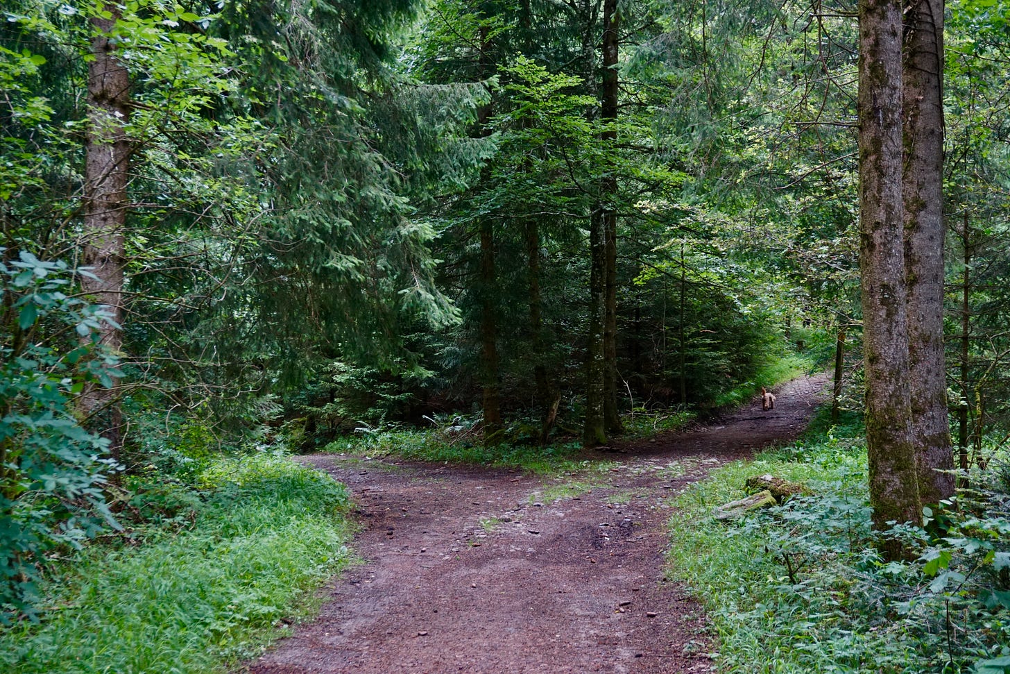 Fork in trail