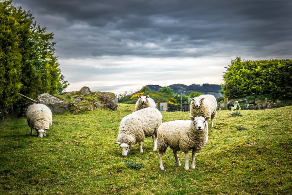 Irish sheeps | This is a free picture released under Creativ… | Flickr