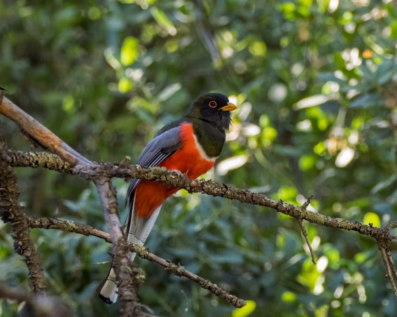20260422-Chiricahuas-253-Edit.jpg