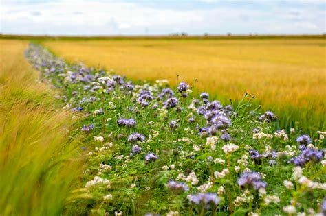 Flower strips can boost wild bee populations - Earth.com