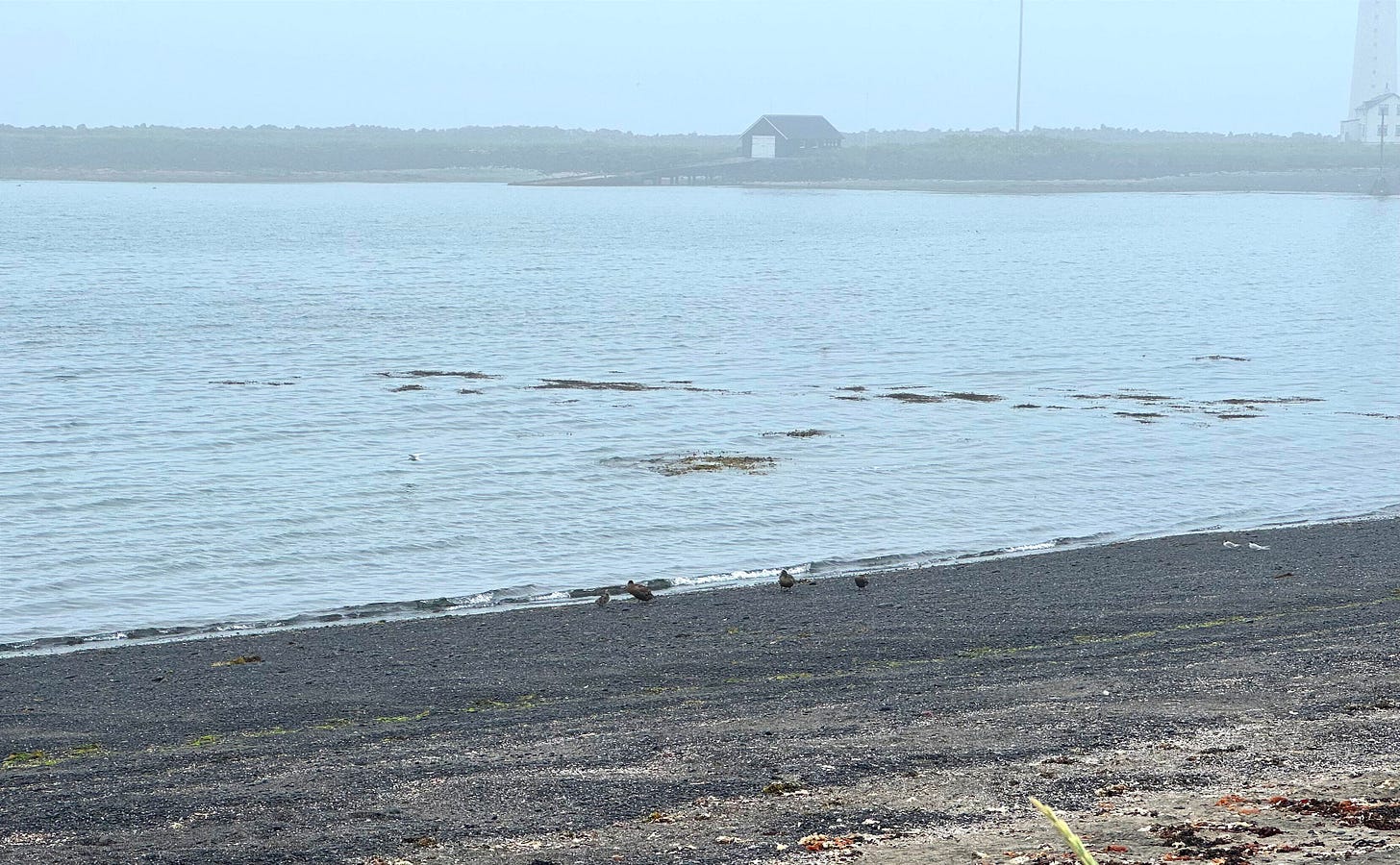 The black sand beach at the Seltjarnanes nature preserve, with seabirds on shore