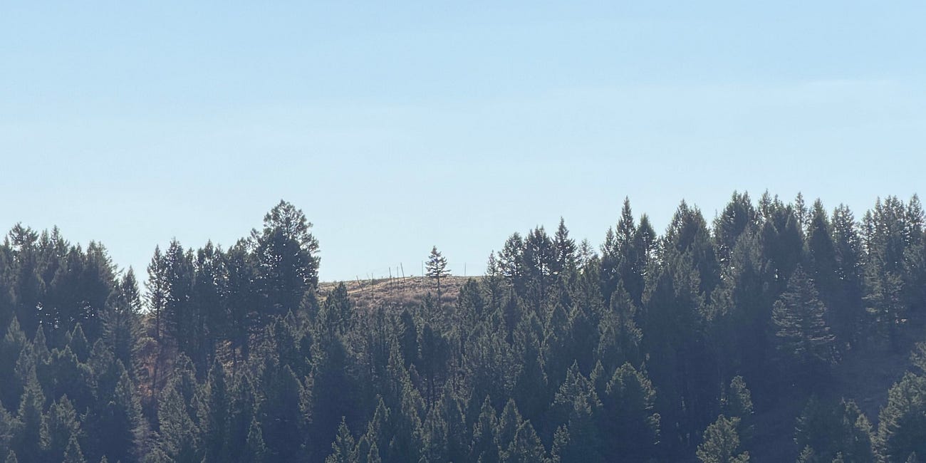 The Lone Tree On The Mountain