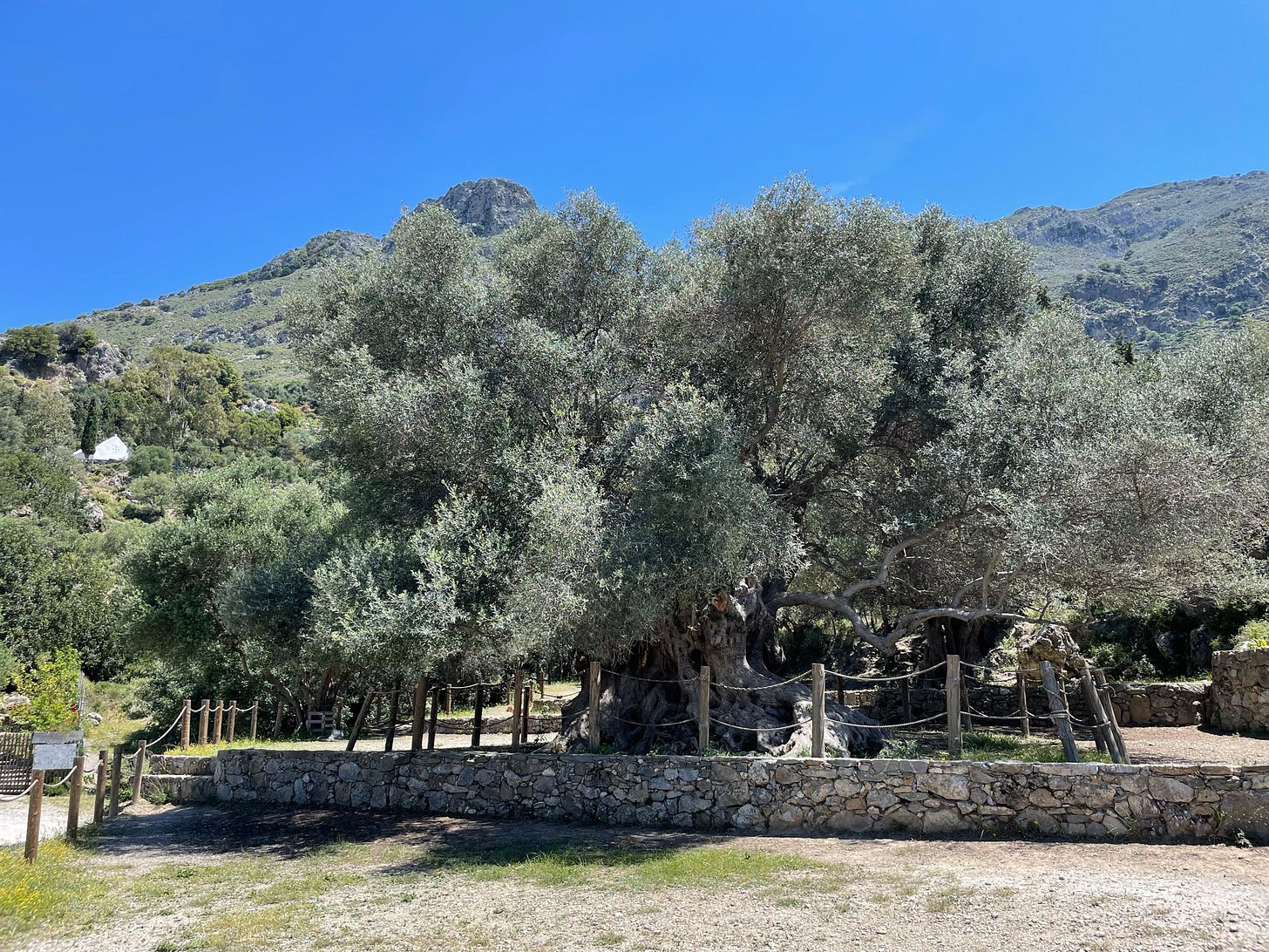This olive tree is said to be 3,400 years old!