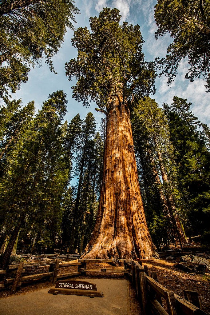 Giant Sequoia
