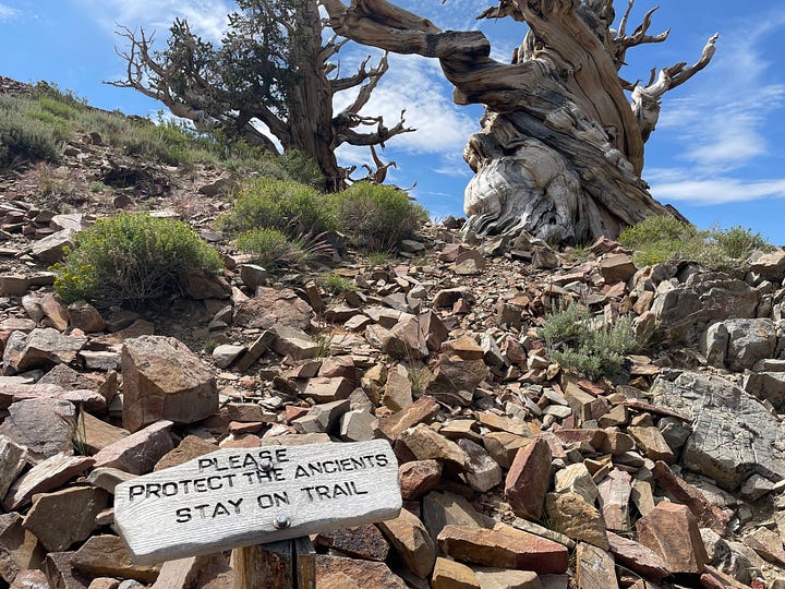 Four photos from our trip to the Ancient Bristlecone Pine Forest, depicting twisted pines, amazing view, and flowers.