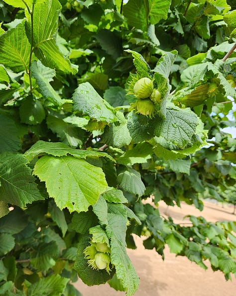 Photos of a Yamhill-Carlton Winery, cherry trees, hazelnuts, and an Oregon winemaker