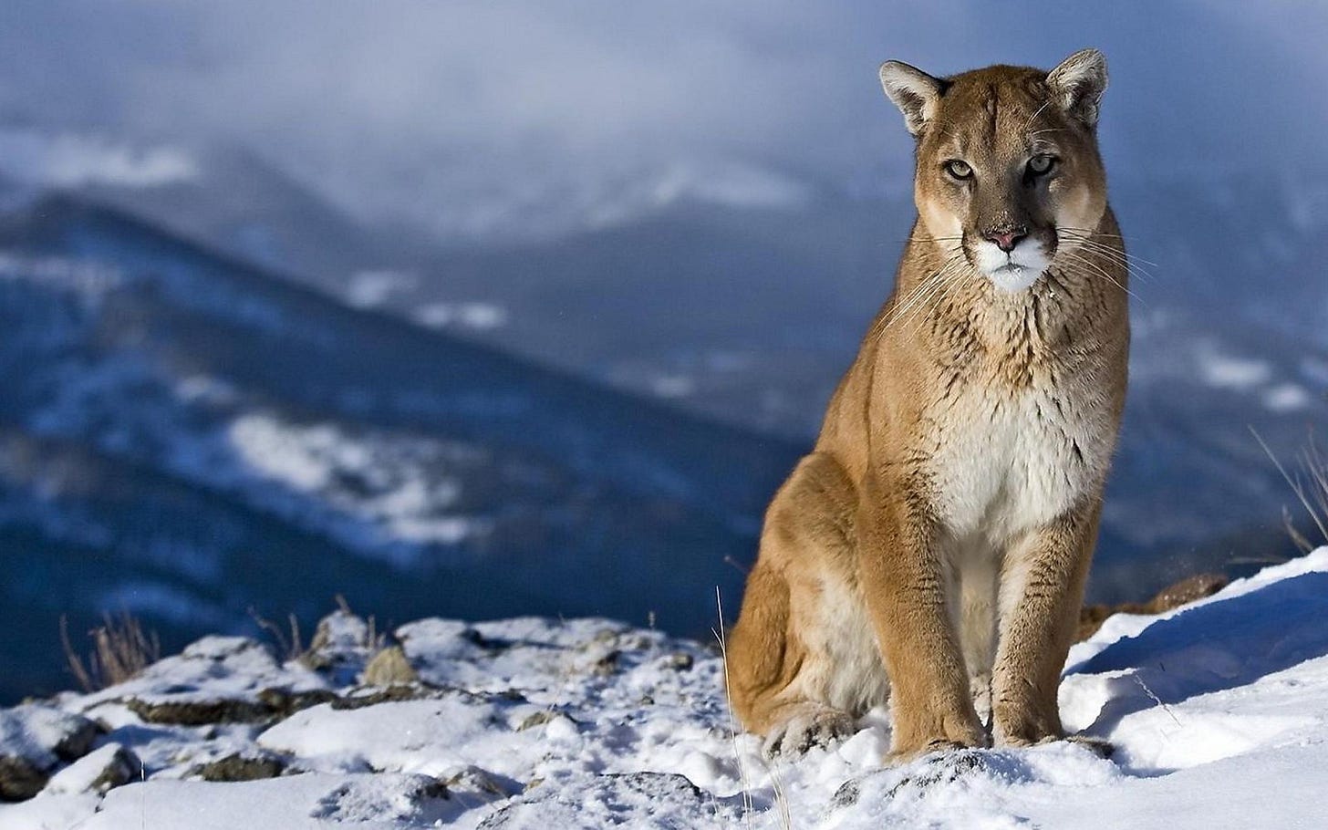 Mountain Lion wallpaper | 2560x1600 | #82524 Mountain Lion wallpaper | 2560x1600 | #82524