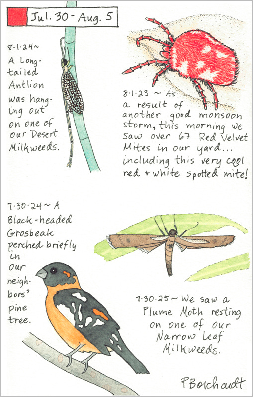 Perpetual Journal, week of Jul. 30 - Aug. 5: Plume Moth (2025); Black-headed Grosbeak; Antlion (2024); Red-and-White Spotted Red Velvet Mite (2023)