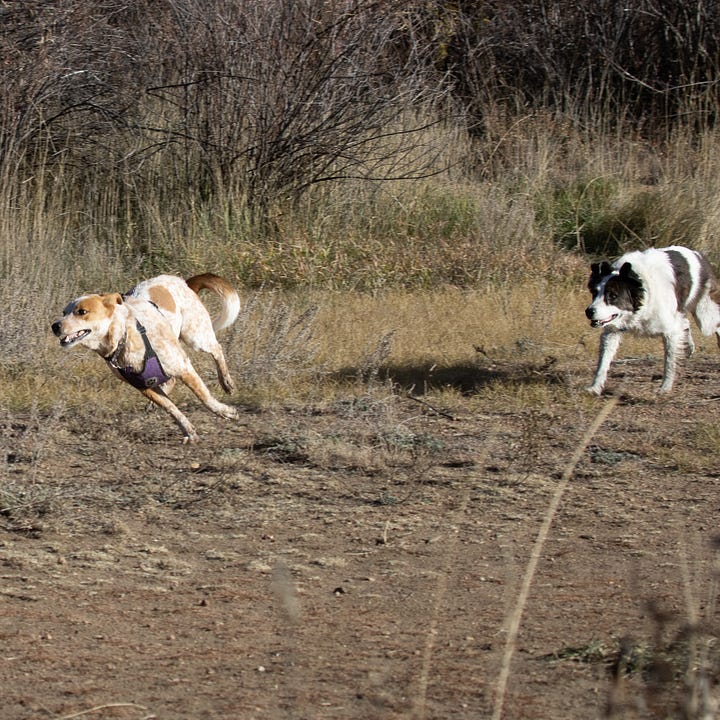 two dogs chasing each other in a field