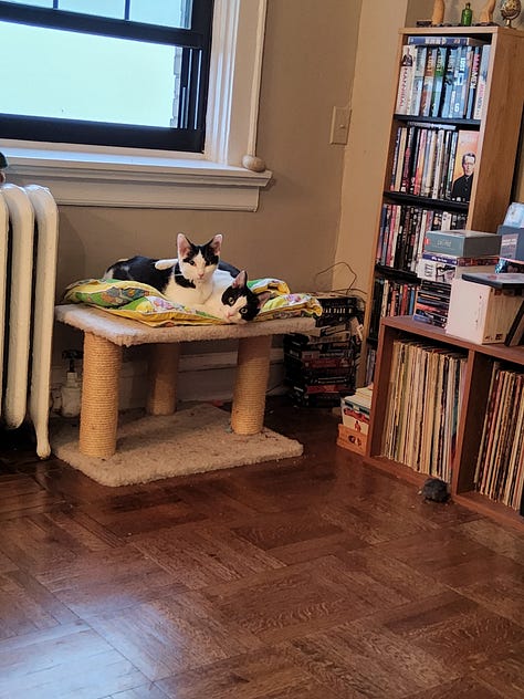 Black and white cats in various funny positions