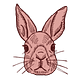 head of a rabbit