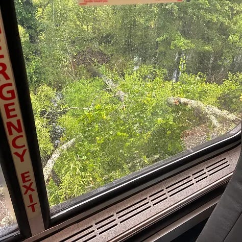 A fallen tree trapped us in the Mississippi swamp.