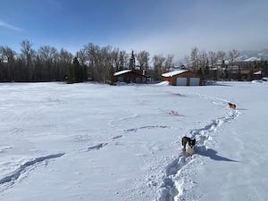 Image of dogs in snow at a Snowy Range cabin.