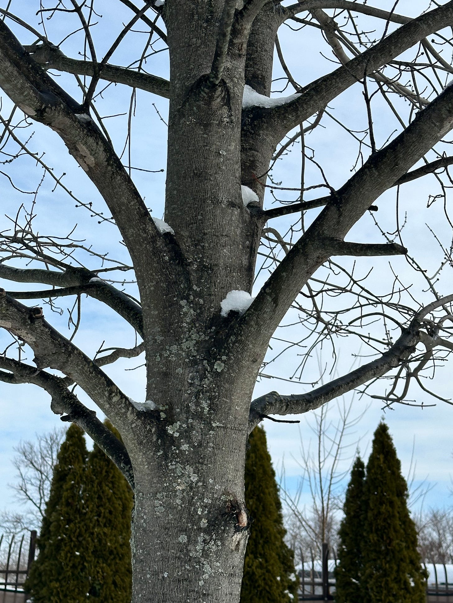pockets of snow in the crooks of tree branches